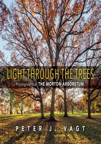 Light Through the Trees cover