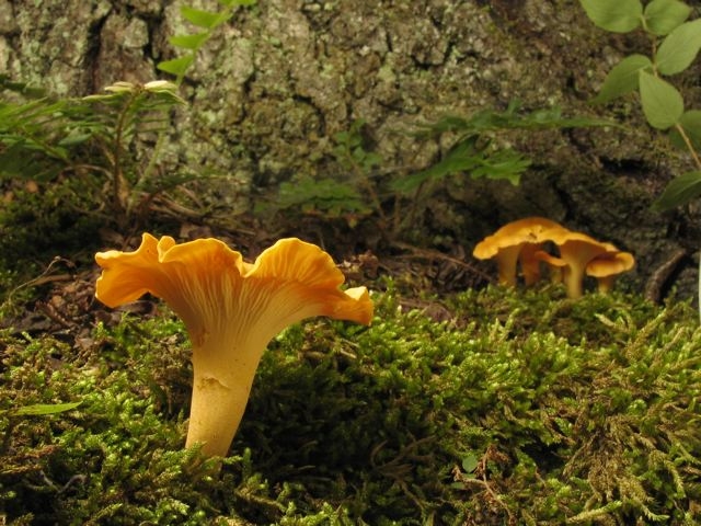 chanterelle