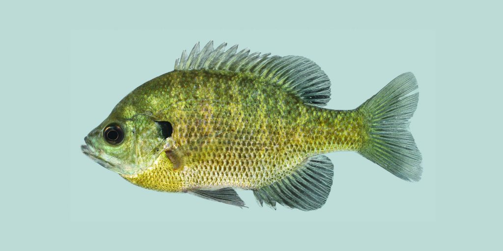 The Bluegill's narrow form shows dark bars on a light olive to silver-blue body.