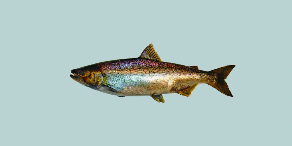 The Chinook or King Salmon's thick body is blue to brown on the back and upper side, and silver to white on the lower side.