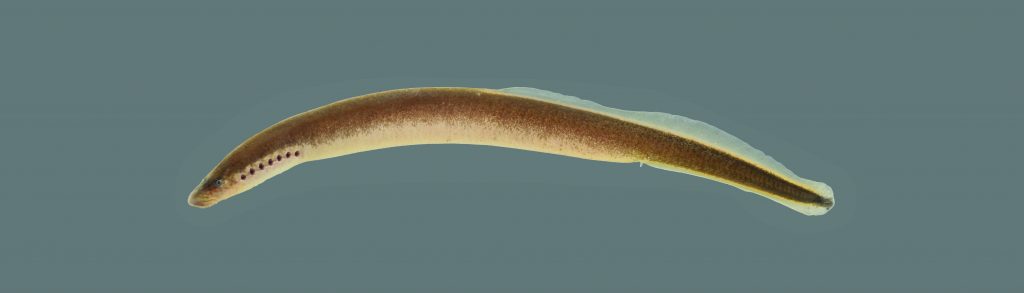 A Northern Brook Lamprey with a beige-colored, eel-shaped body and gill holes near head.