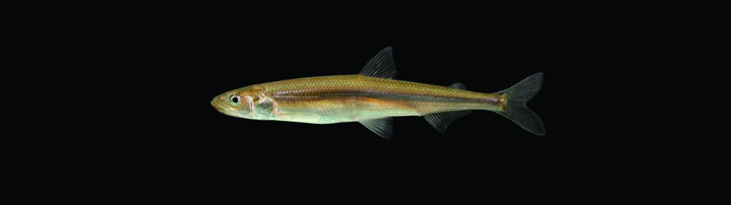 The Rainbow Smelt's slender body shows an iridescent back and a silver-white underside. A silver stripe runs along its side.
