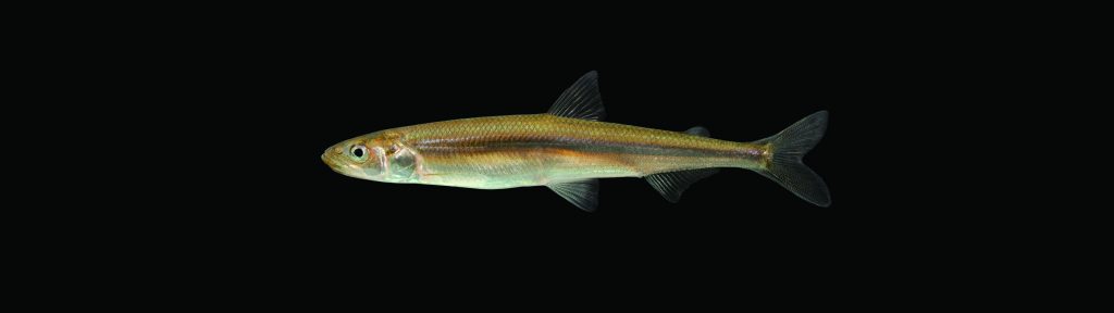 The Rainbow Smelt's slender body shows an iridescent back and a silver-white underside. A silver stripe runs along its side.