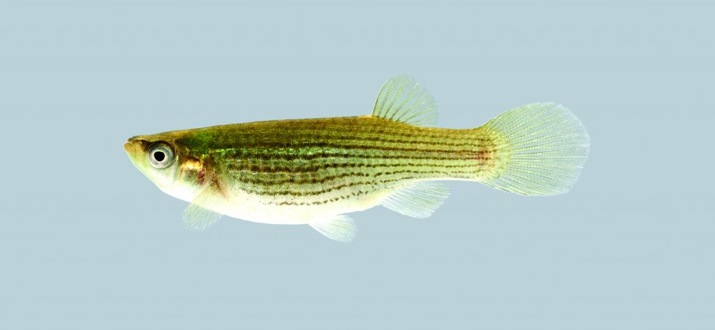 The Starhead Topminnow has a flat head with an iridescent gold spot. The back is olive-tan, the sides yellow flecked with colors.
